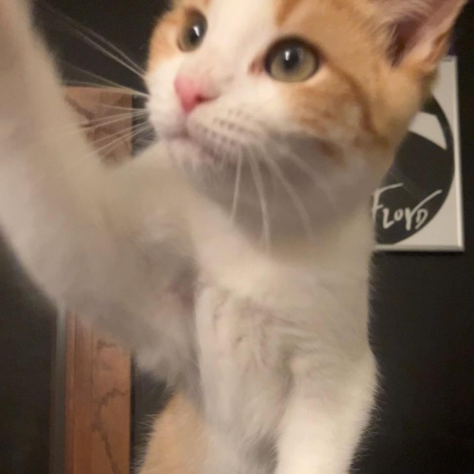 Meatball, a Adoptable Domestic Short Hair image 2/4