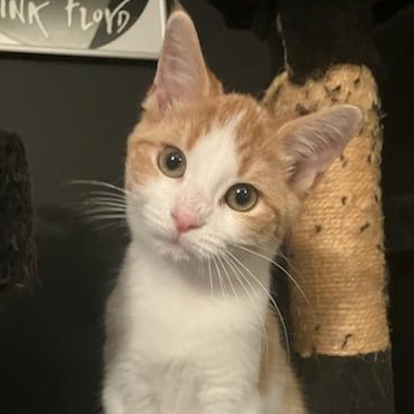 Meatball, Adoptable, Kitten Male Domestic Short Hair.