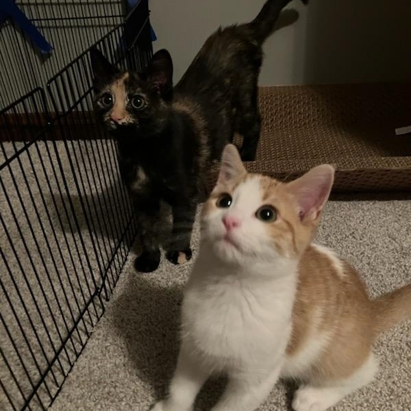 Meatball, a Adoptable Domestic Short Hair image 4/4