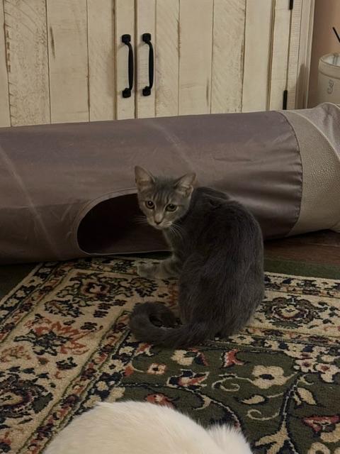 Stefan, Adoptable, Adult Male Domestic Short Hair.