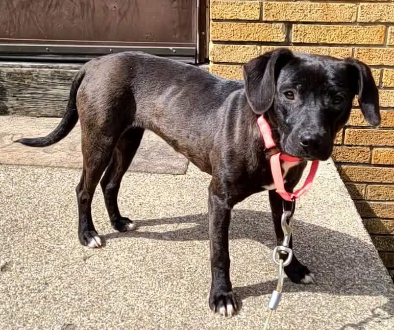 Enlarge Wiggles, a ADOPTABLE mixed breed in Grand Rapids, MI image 4/4