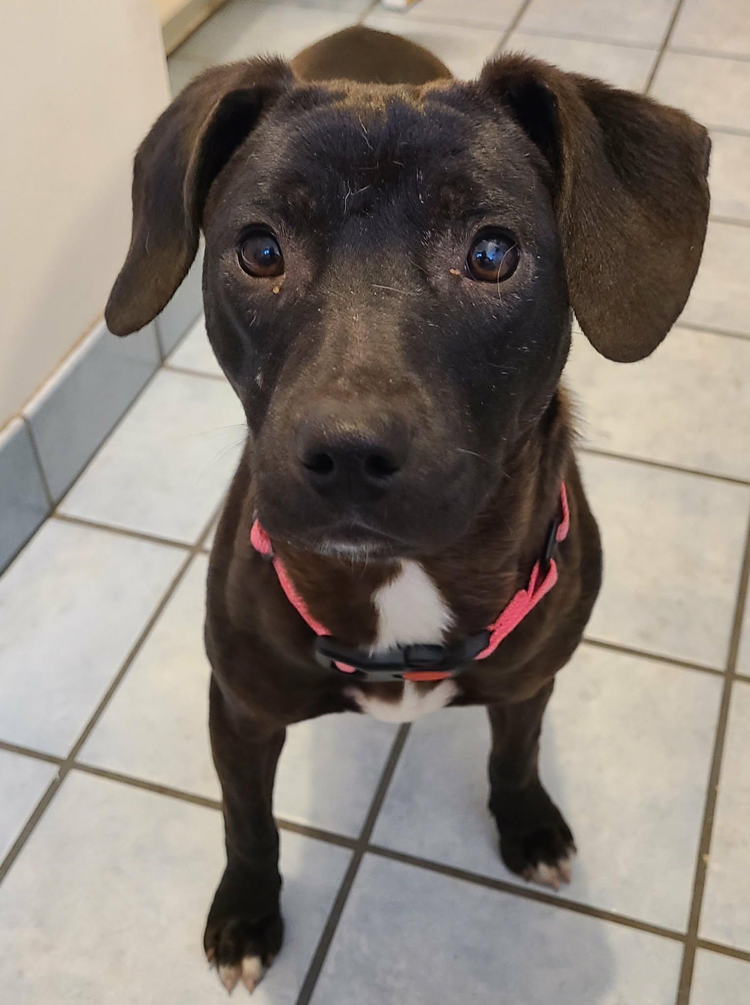 Enlarge Wiggles, a ADOPTABLE mixed breed in Grand Rapids, MI image 1/4