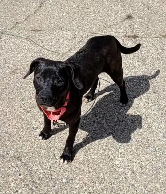 Enlarge Wiggles, a ADOPTABLE mixed breed in Grand Rapids, MI image 2/4