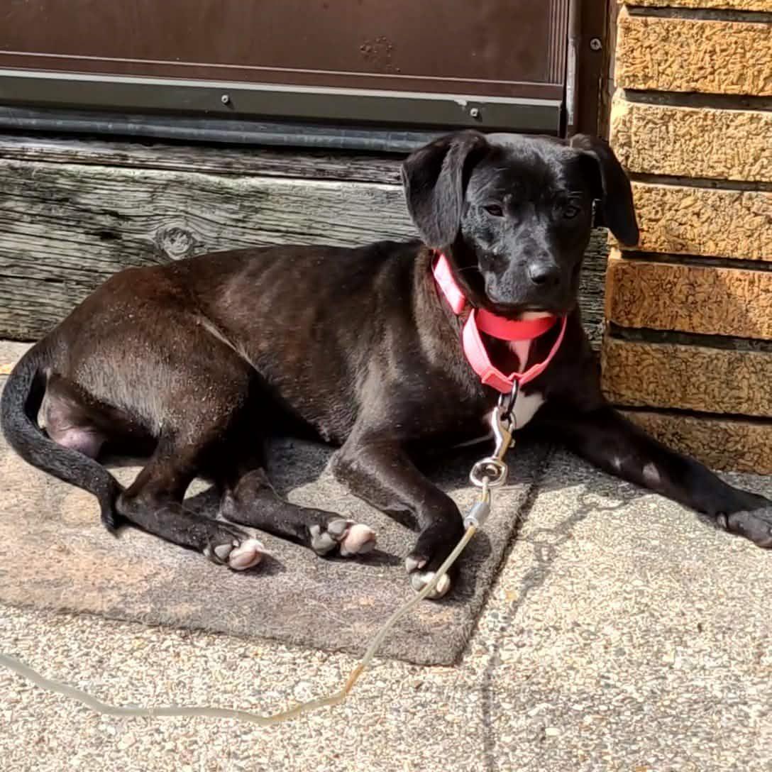 Enlarge Wiggles, a ADOPTABLE mixed breed in Grand Rapids, MI image 3/4