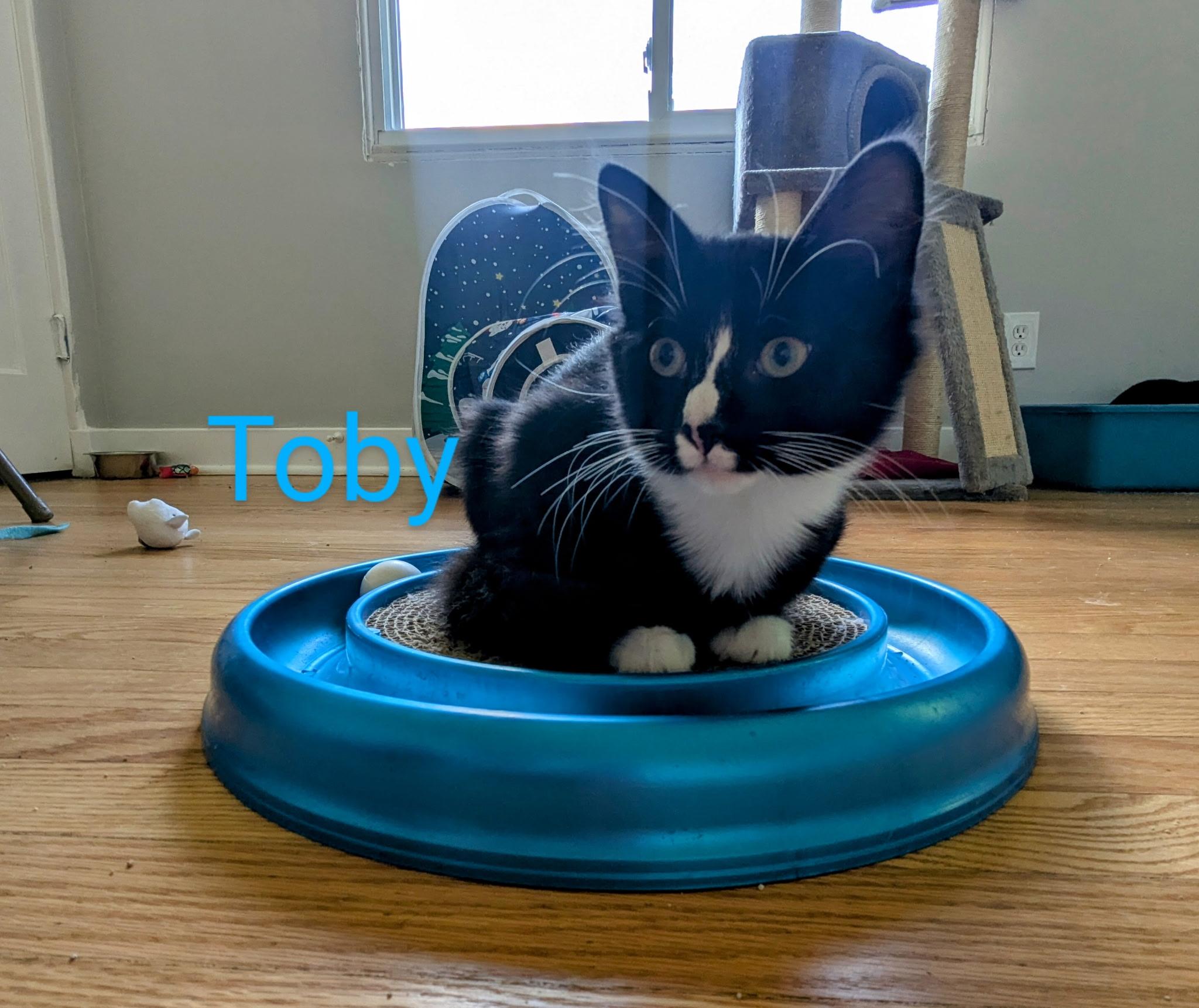 Toby