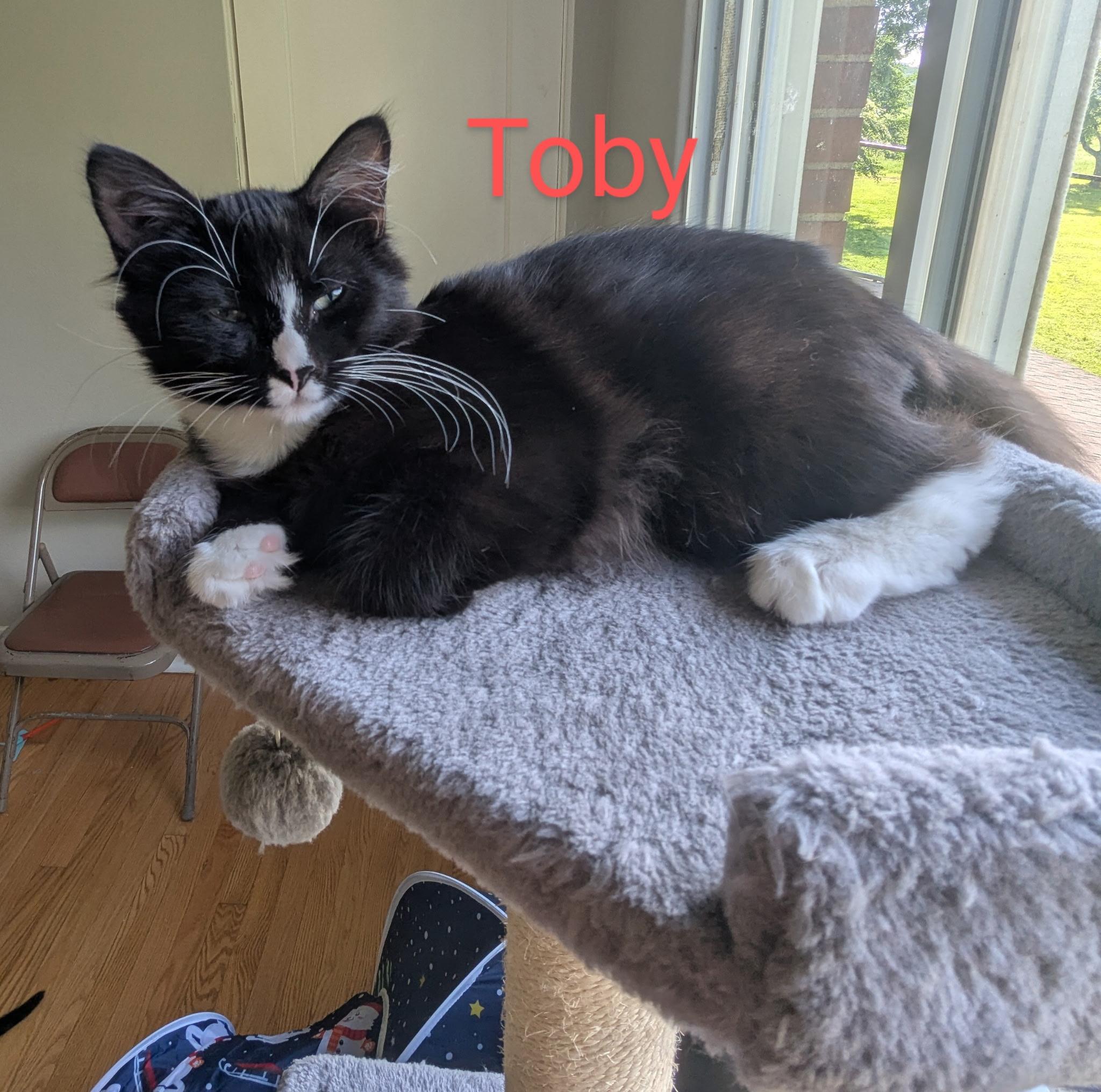 Toby