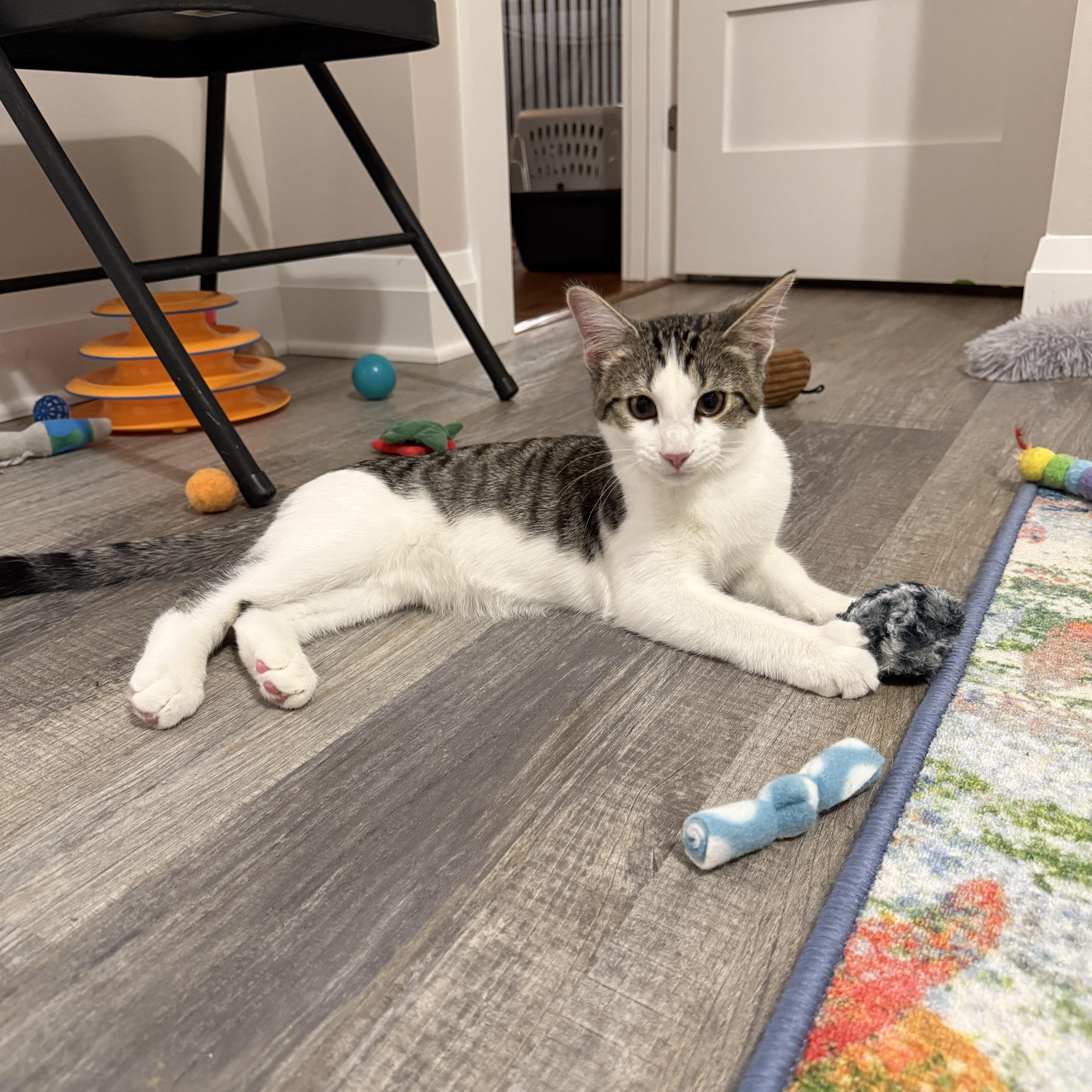 Lily's Kittens: Rusty, Adoptable, Kitten Male Domestic Short Hair.