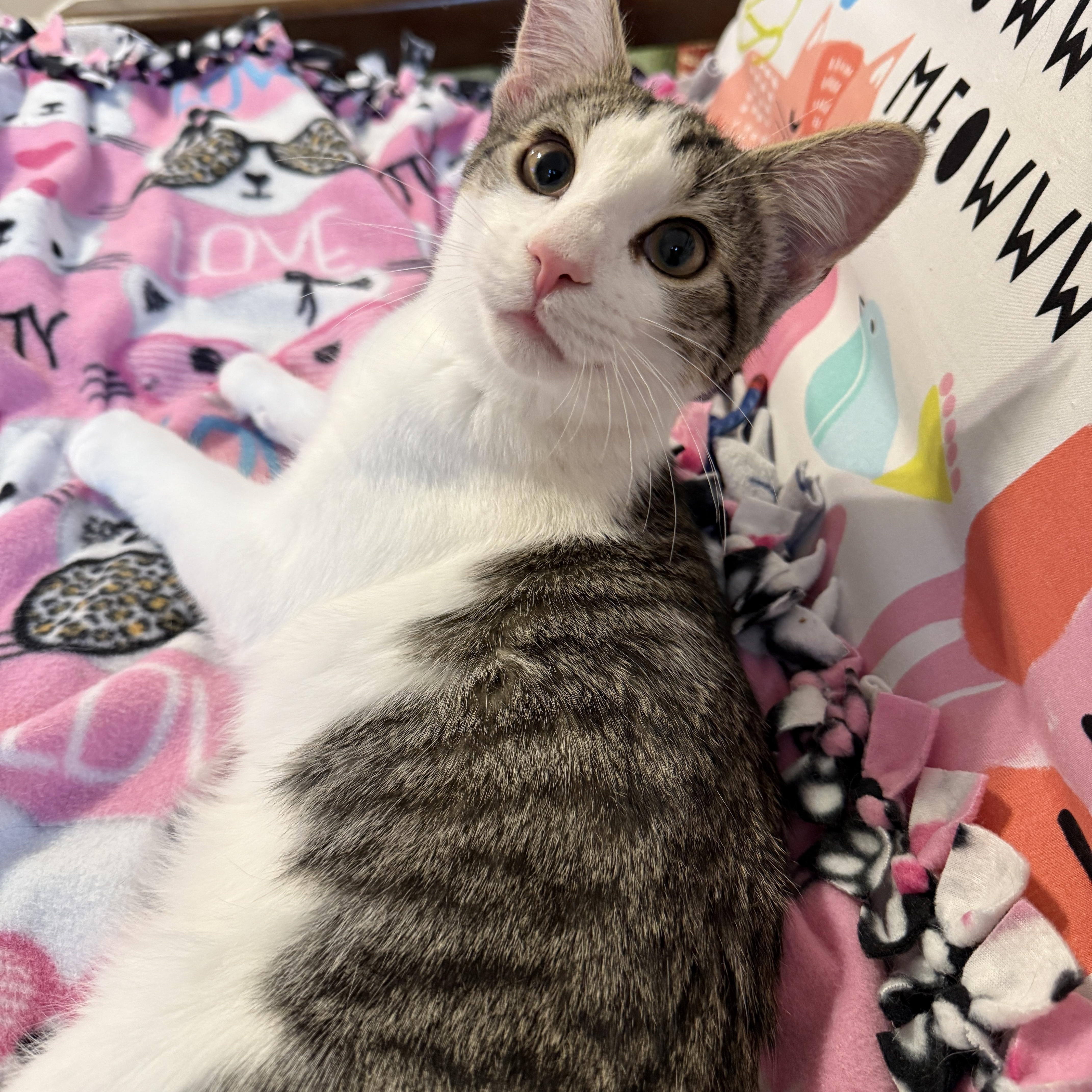 Lily's Kittens: Rusty, a Adoptable Domestic Short Hair in Leesburg, VA image 2/6