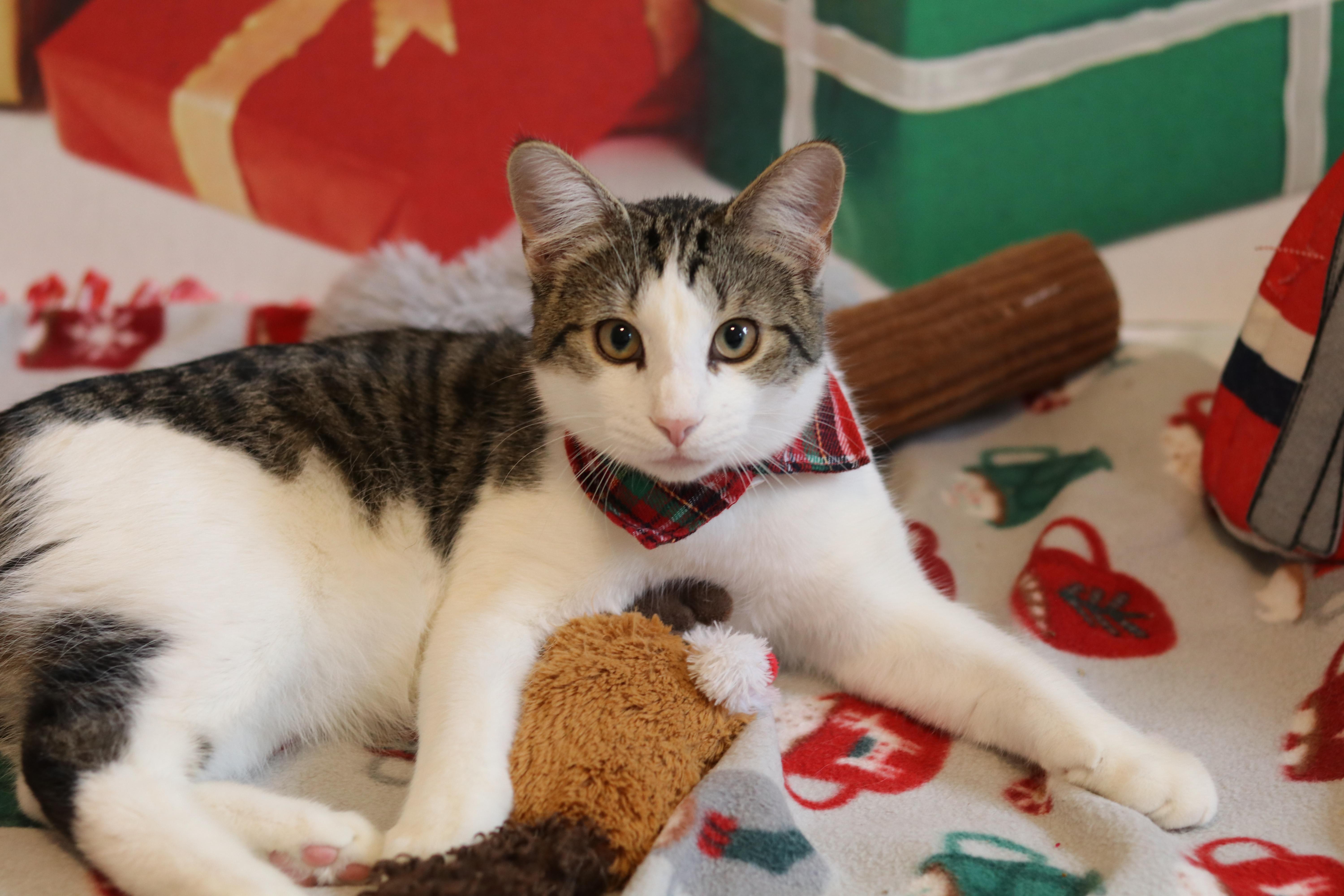 Lily's Kittens: Rusty, Adoptable, Kitten Male Domestic Short Hair.