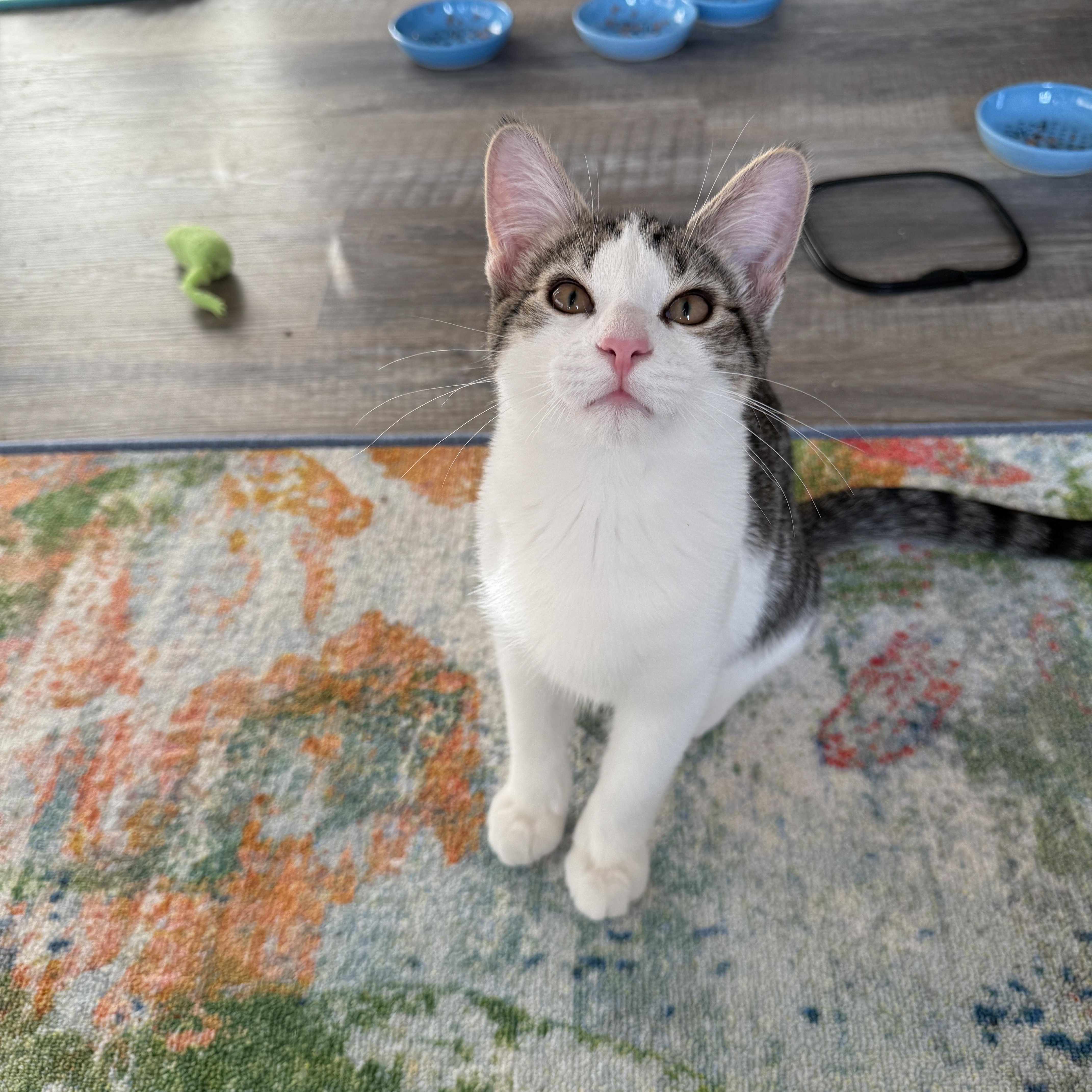 Lily's Kittens: Rusty, a Adoptable Domestic Short Hair in Leesburg, VA image 3/6