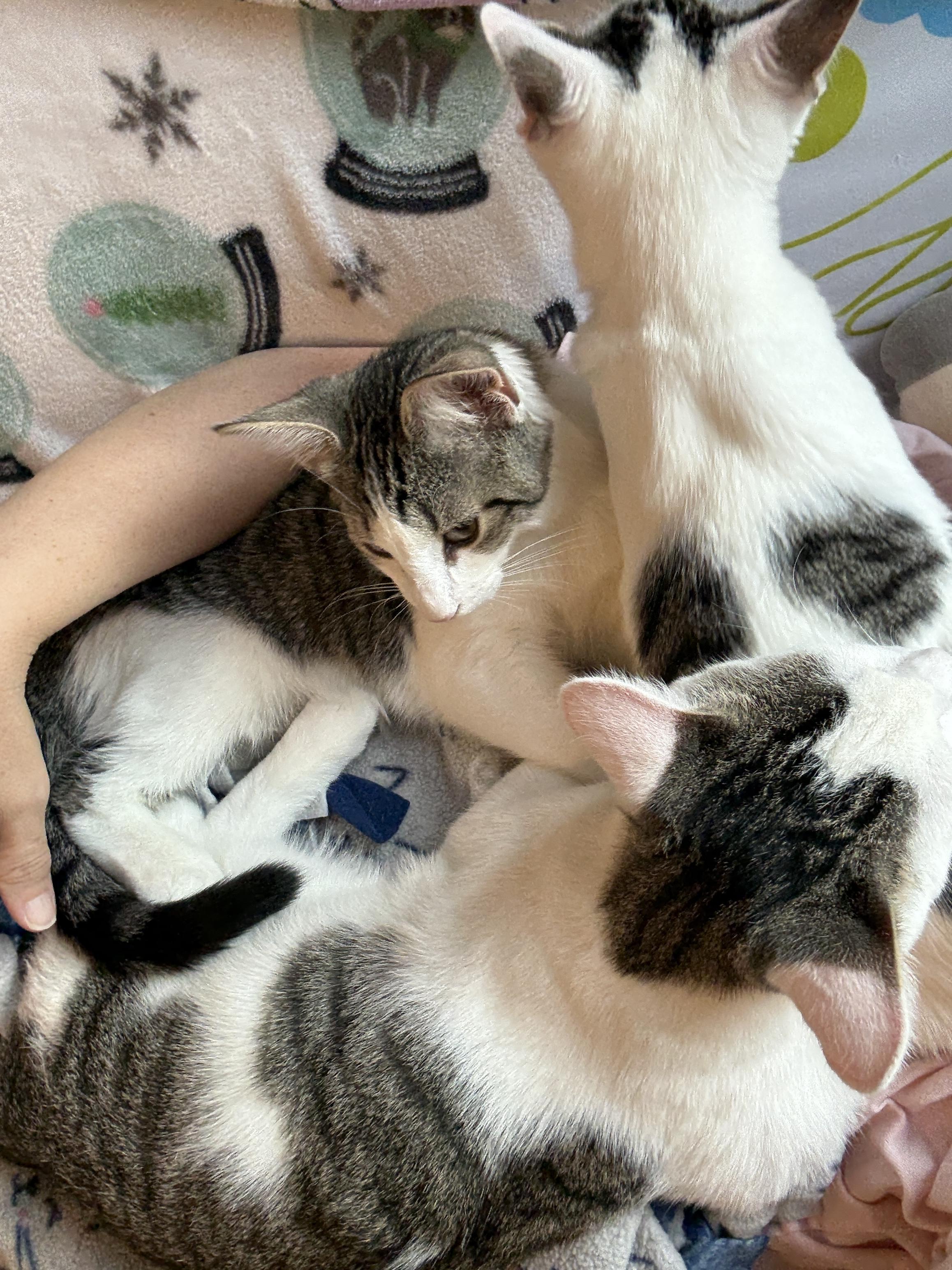 Lily's Kittens: Rusty, a Adoptable Domestic Short Hair in Leesburg, VA image 4/6