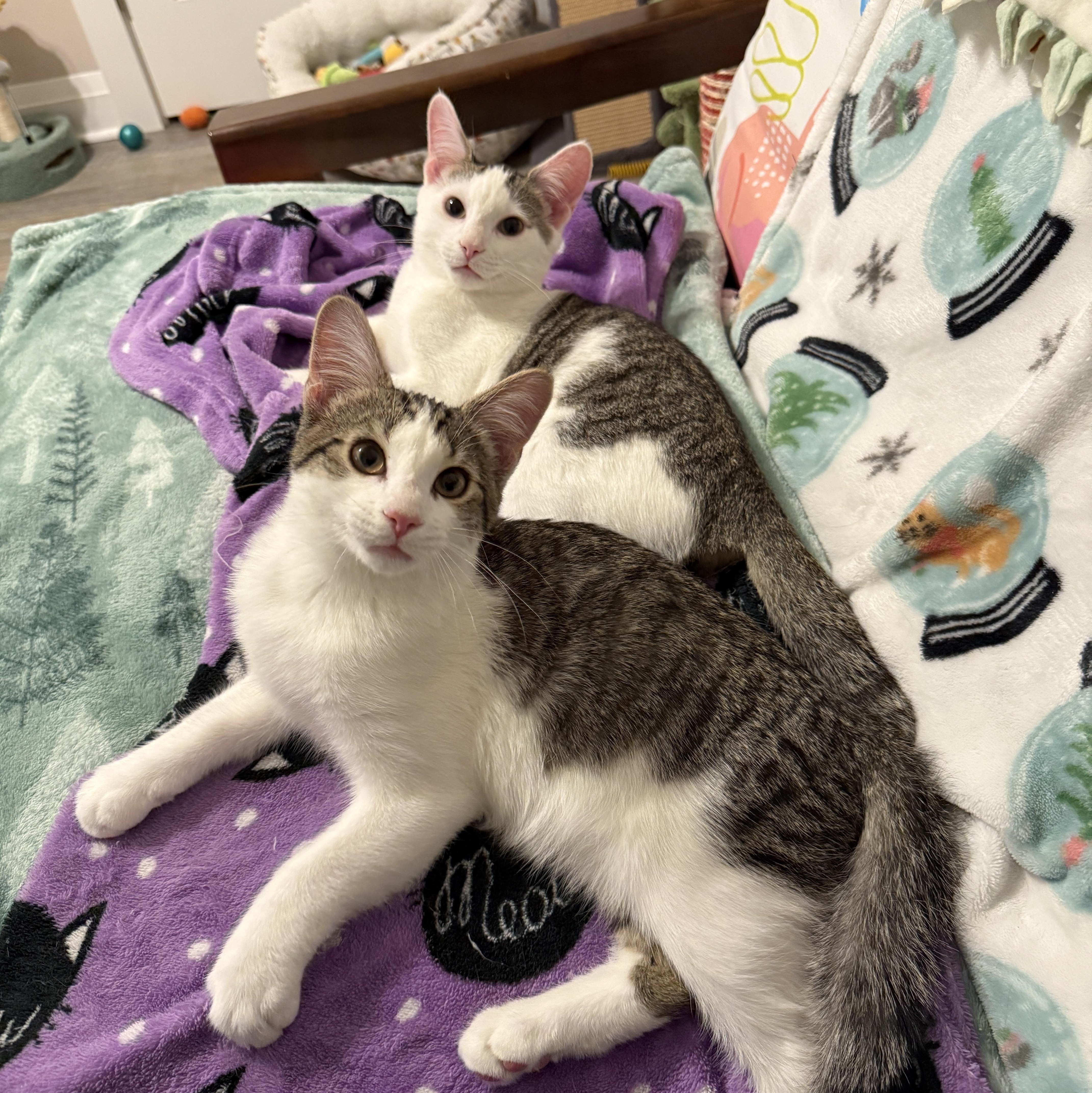 Lily's Kittens: Rusty, a Adoptable Domestic Short Hair in Leesburg, VA image 5/6