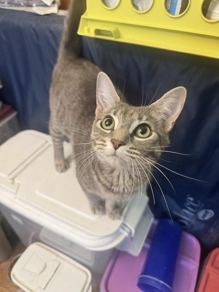 Stormy, Adoptable, Young Female Domestic Short Hair.