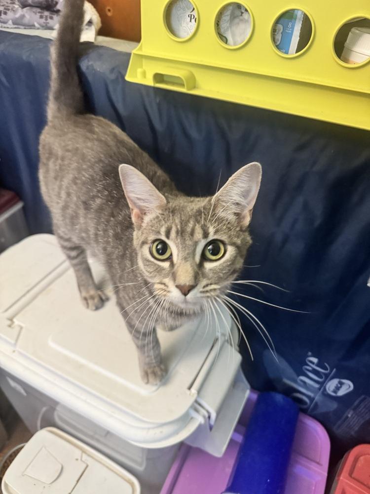 Stormy, a Adoptable Domestic Short Hair in Plumerville, AR image 2/2
