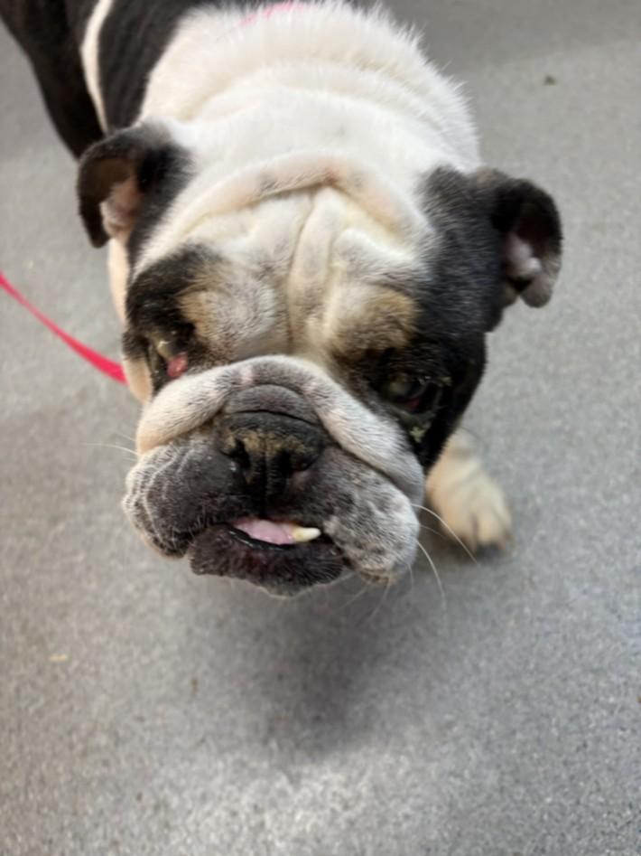 Enlarge MINNIE MOO, a Adoptable American Bulldog in Olivehurst, CA image 1/1