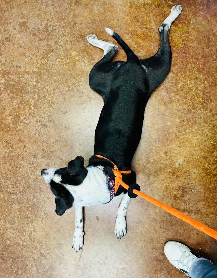 Enlarge Millie, a Adoptable mixed breed in Manns Harbor , NC image 5/6