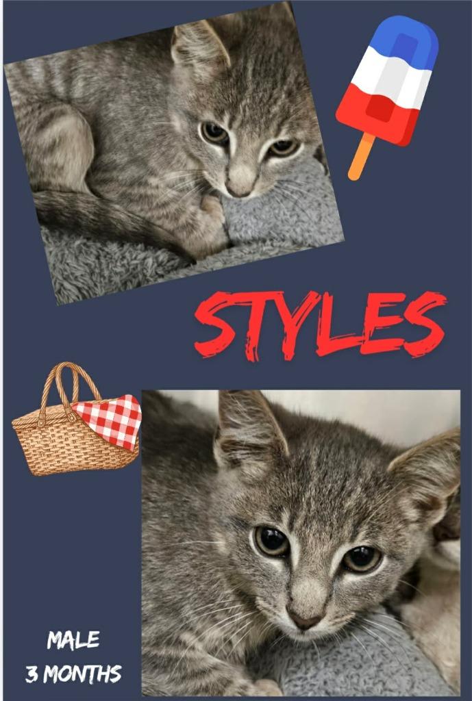 Styles, Adoptable, Kitten Male Domestic Short Hair.