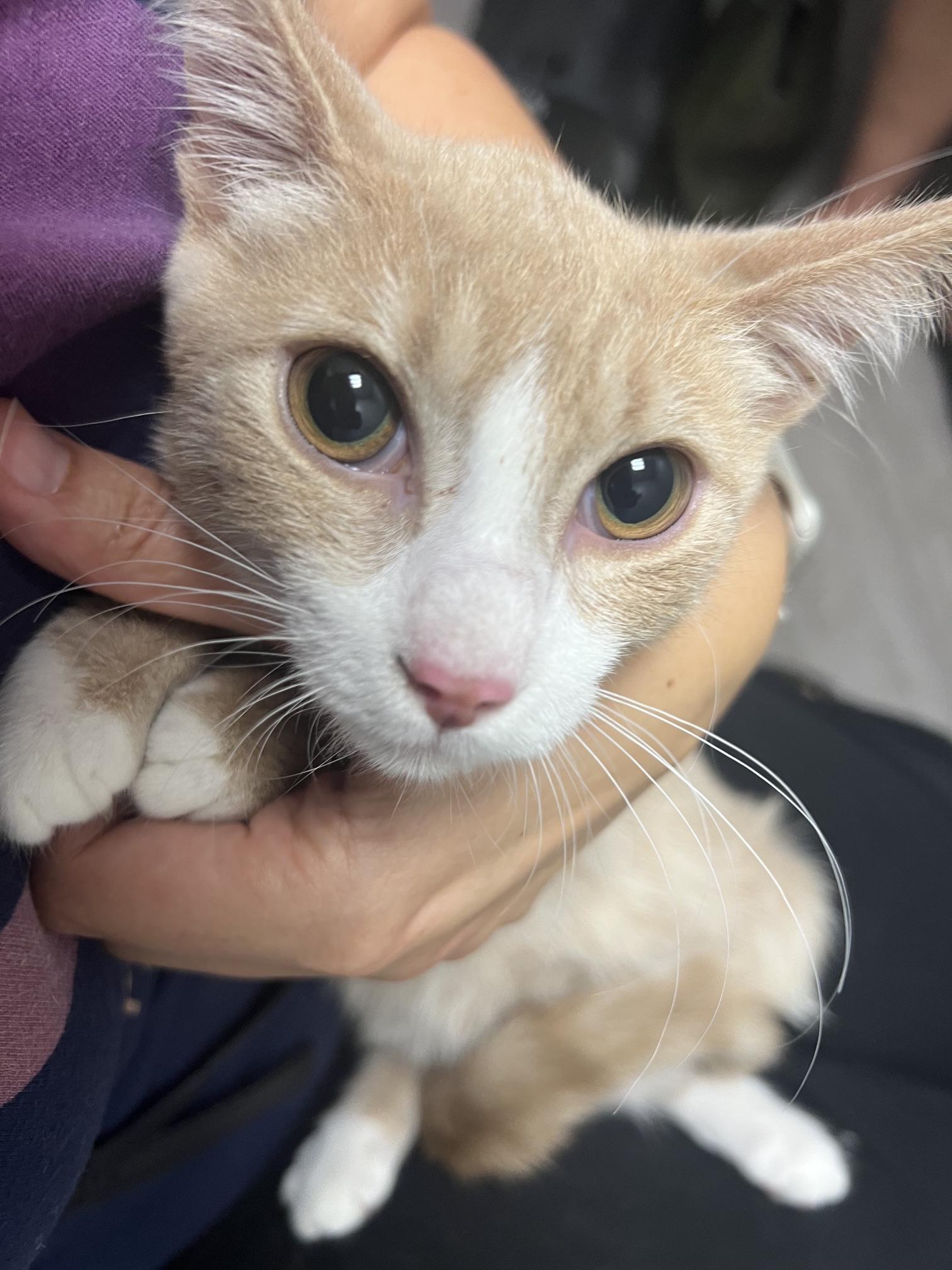 Enlarge Biscuit, a Adoptable Domestic Short Hair in Findlay, OH image 1/1