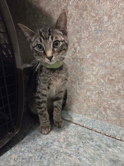 Caden, Adoptable, Kitten Male Domestic Short Hair & Domestic Short Hair.