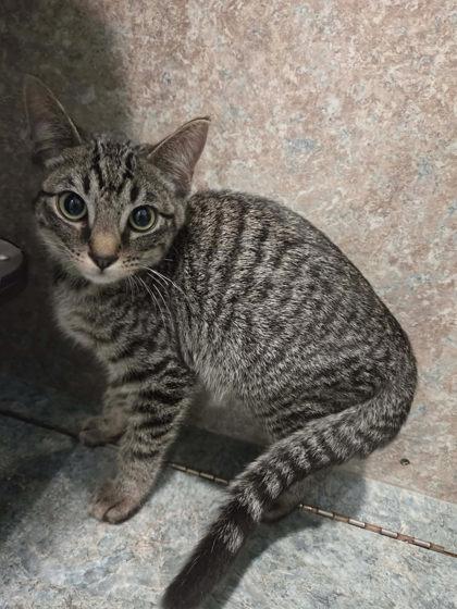 Caden, a Adoptable mixed breed in Scottsbluff, NE image 2/3