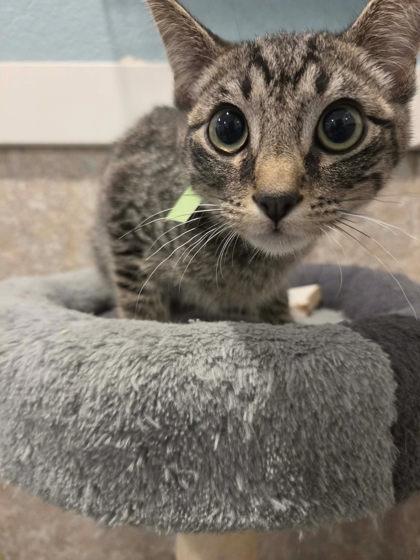 Caden, a Adoptable mixed breed in Scottsbluff, NE image 3/3