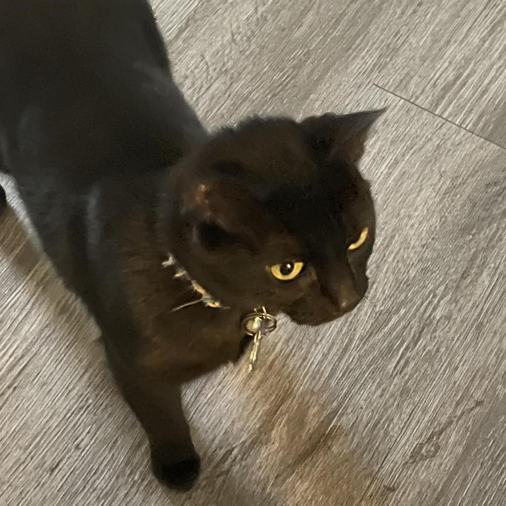 Freya, Adoptable, Young Female American Shorthair.