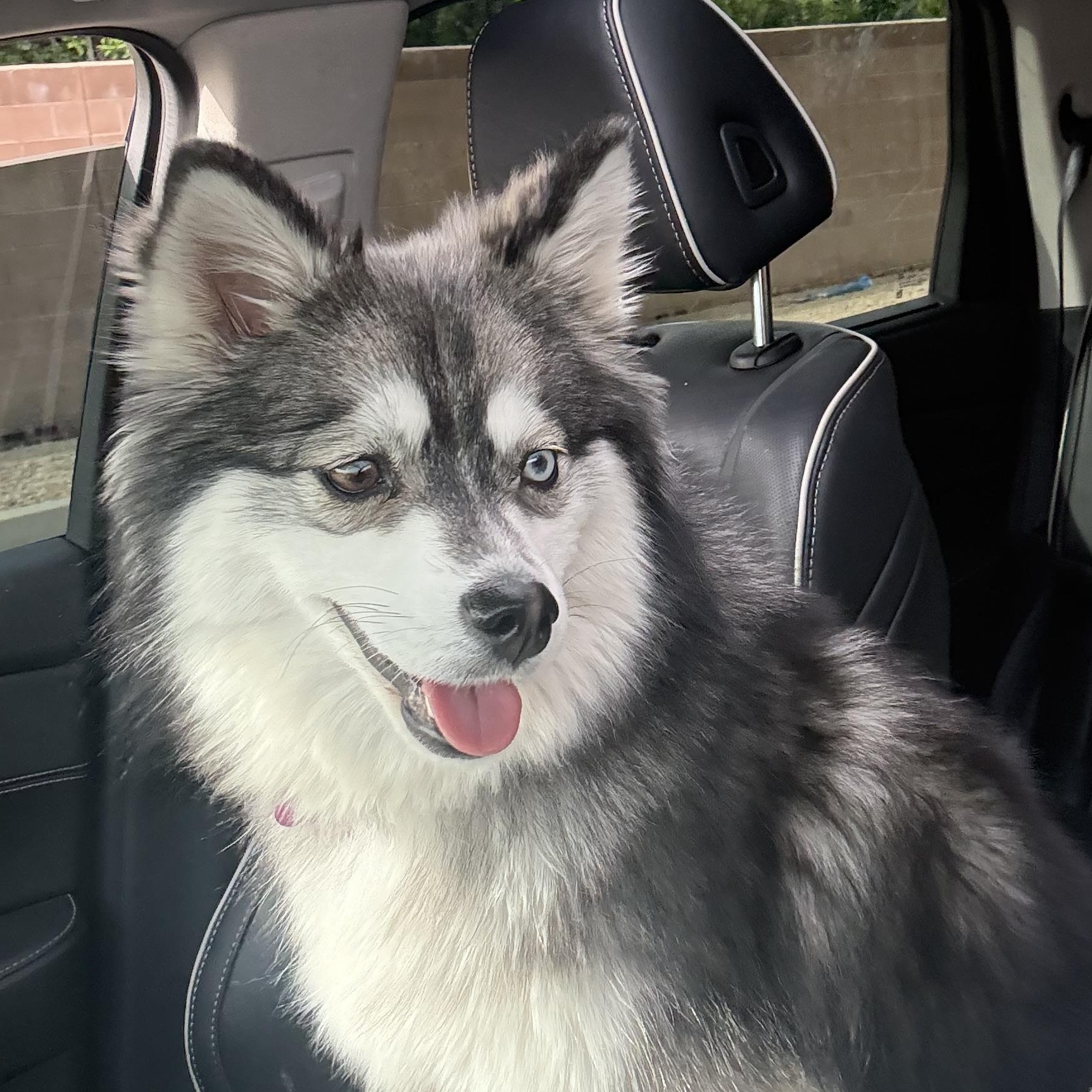 Enlarge Jenny, an adopted mixed breed in Phoenix, AZ image 4/4