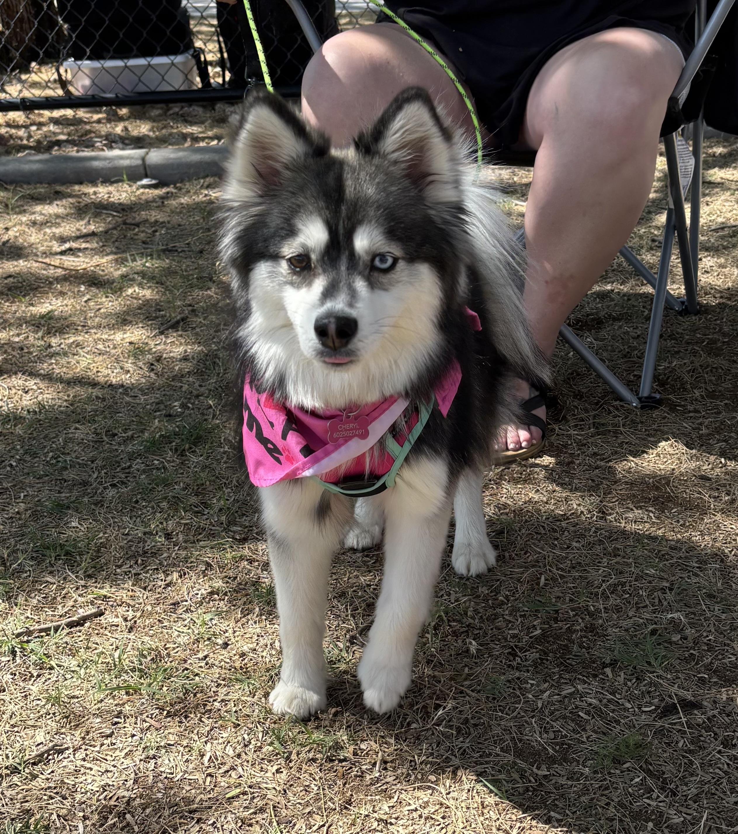 Jenny, adopted, Young Female Pomeranian & Husky.