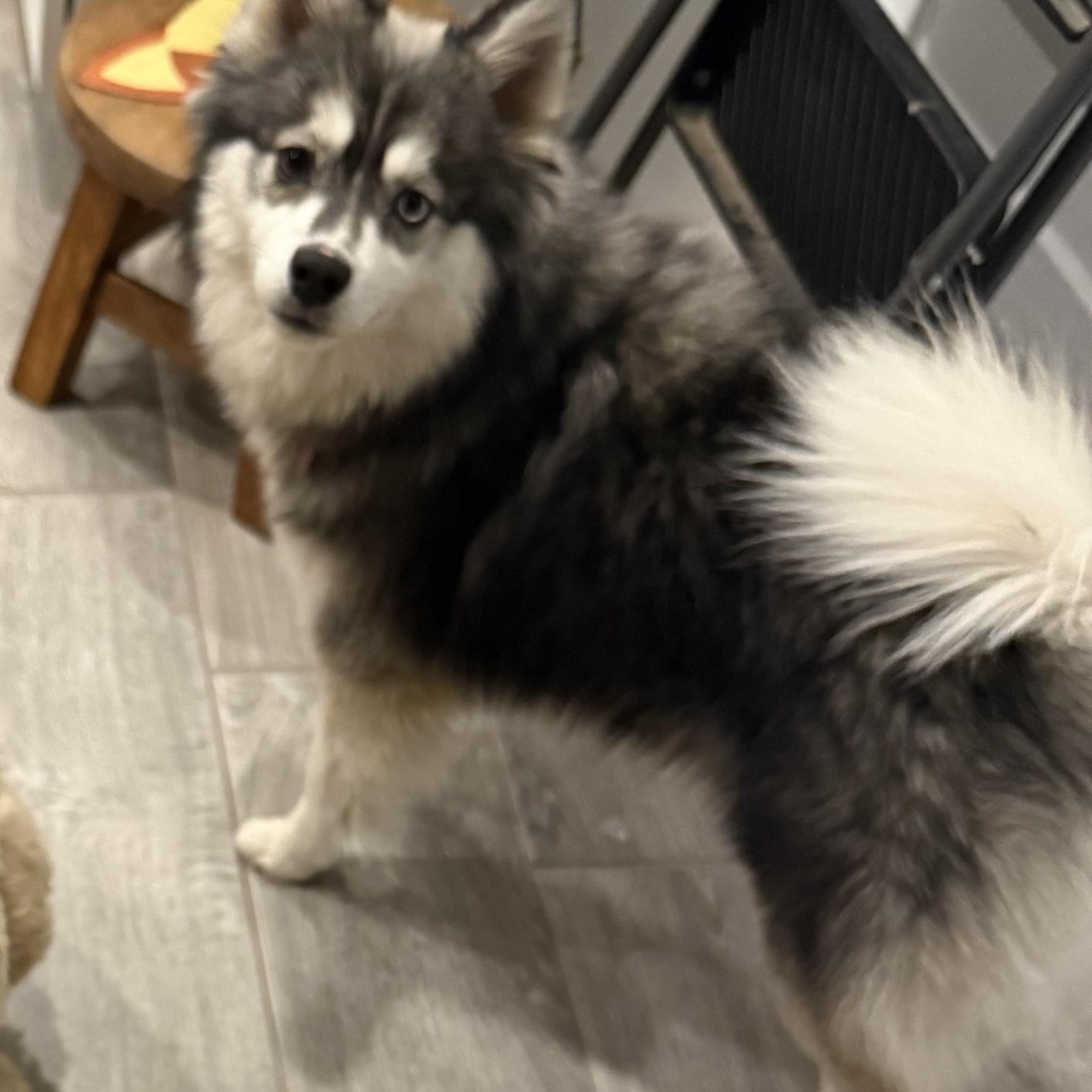 Enlarge Jenny, an adopted mixed breed in Phoenix, AZ image 3/4