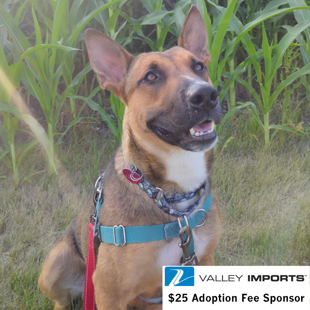 Enlarge Bebop, a Adoptable Shepherd in Fargo, ND image 1/3