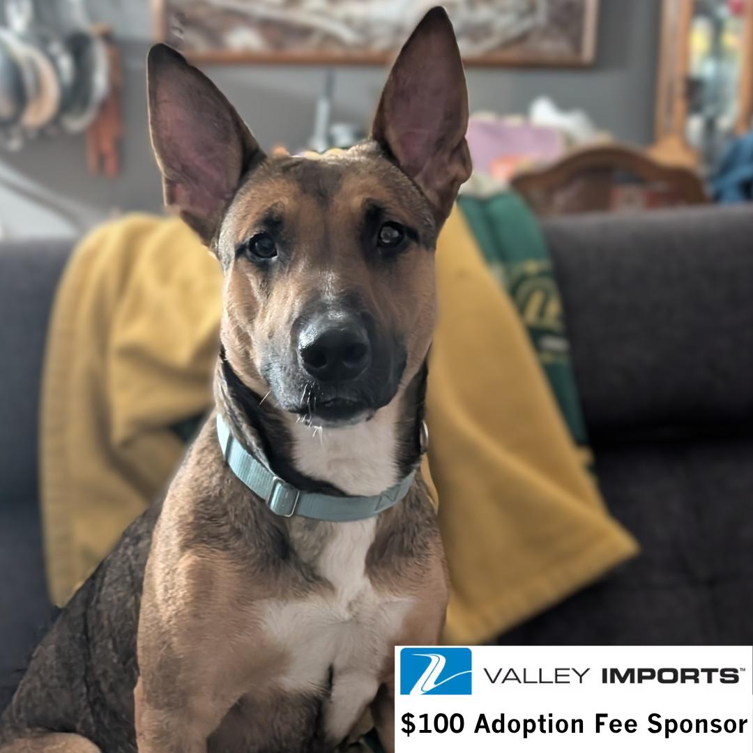 Bebop, Adoptable, Adult Female Shepherd.