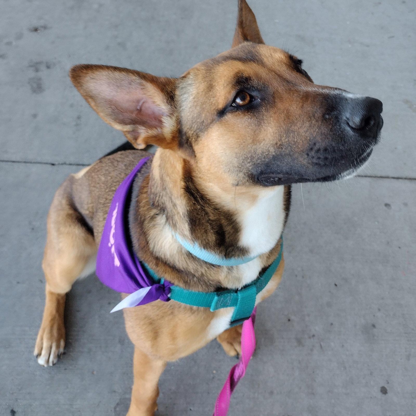 Enlarge Bebop, a Adoptable Shepherd in Fargo, ND image 1/3