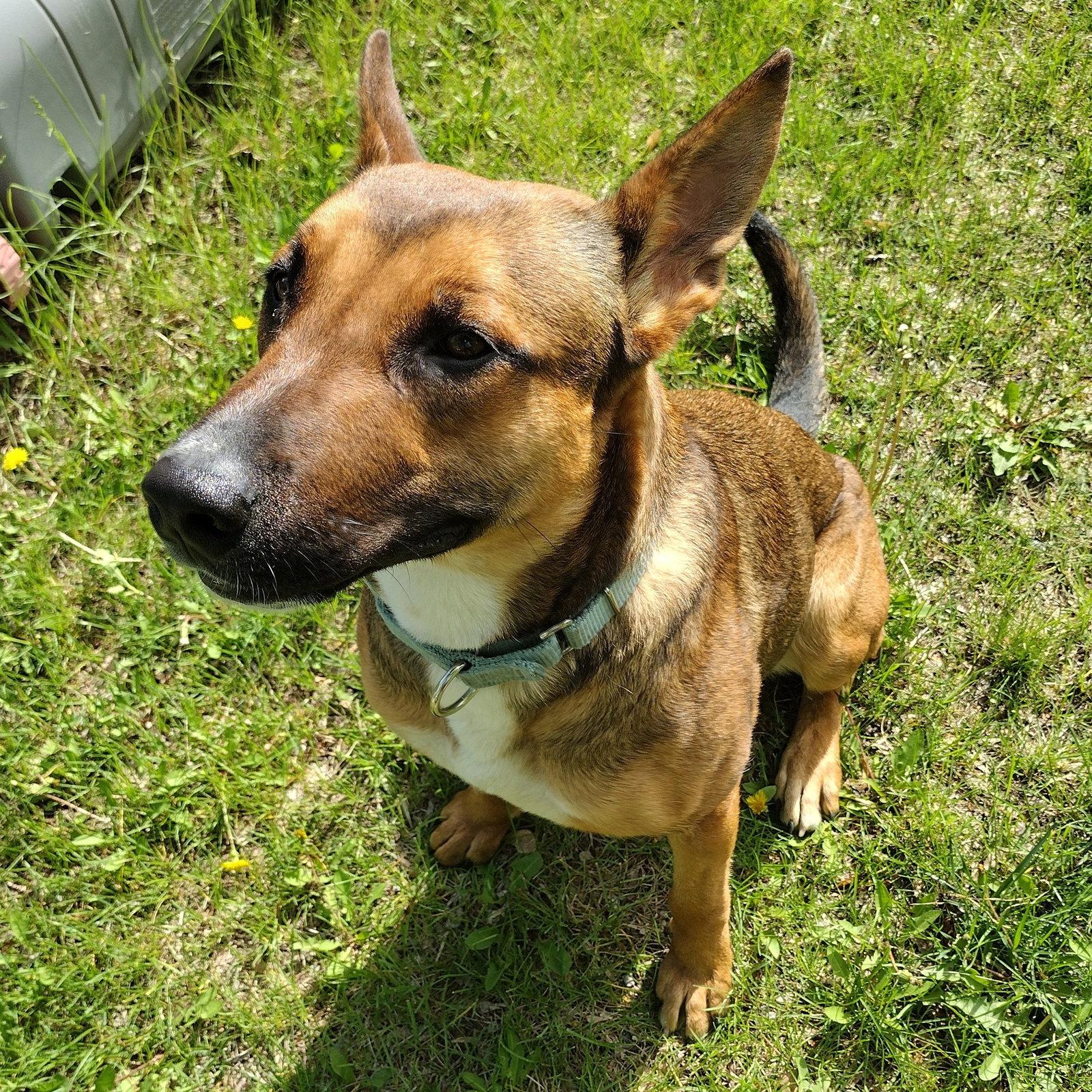 Bebop, Adoptable, Adult Female Shepherd.