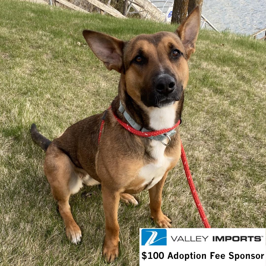 Bebop, Adoptable, Adult Female Shepherd.