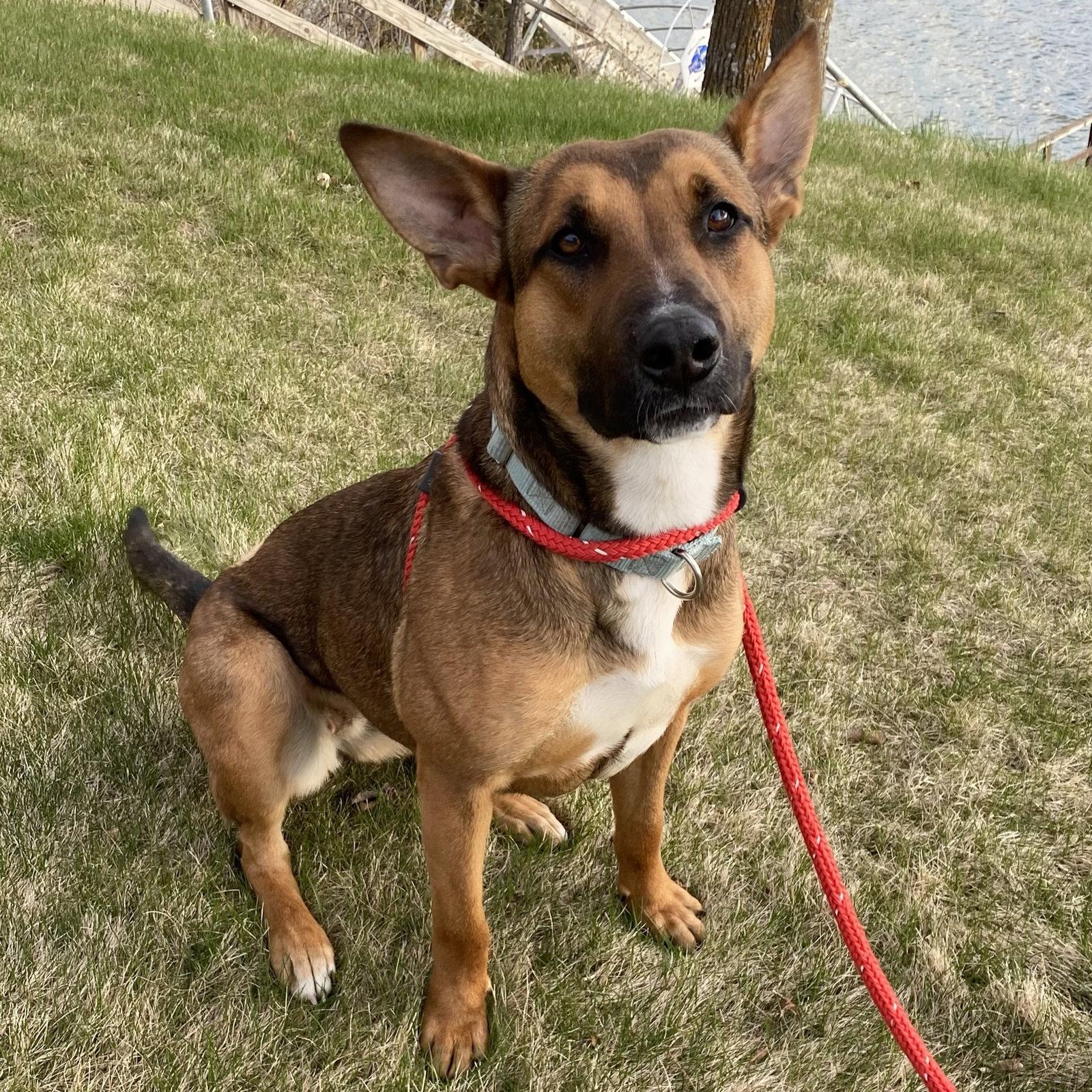 Enlarge Bebop, a Adoptable Shepherd in Fargo, ND image 2/3