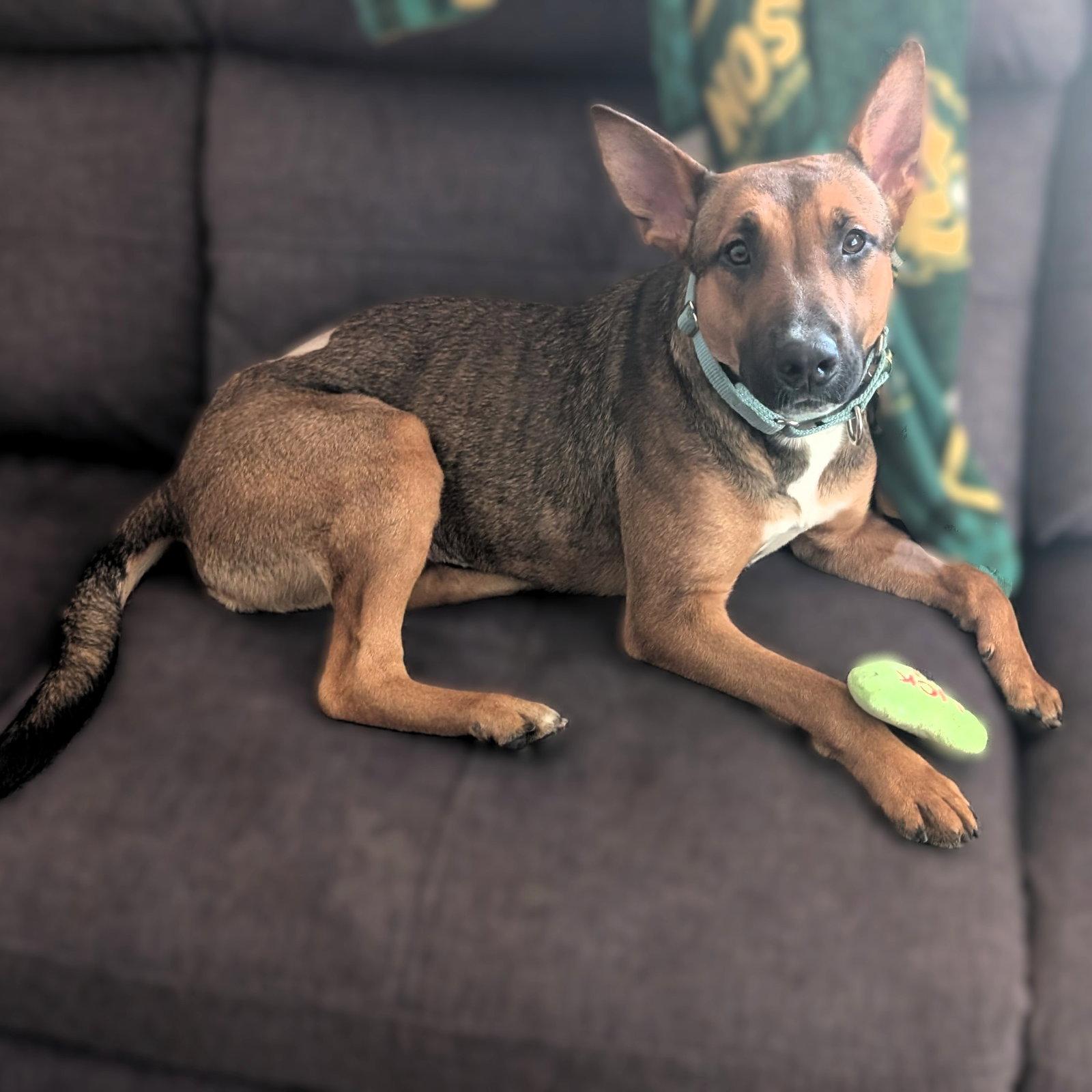 Enlarge Bebop, a Adoptable Shepherd in Fargo, ND image 2/3