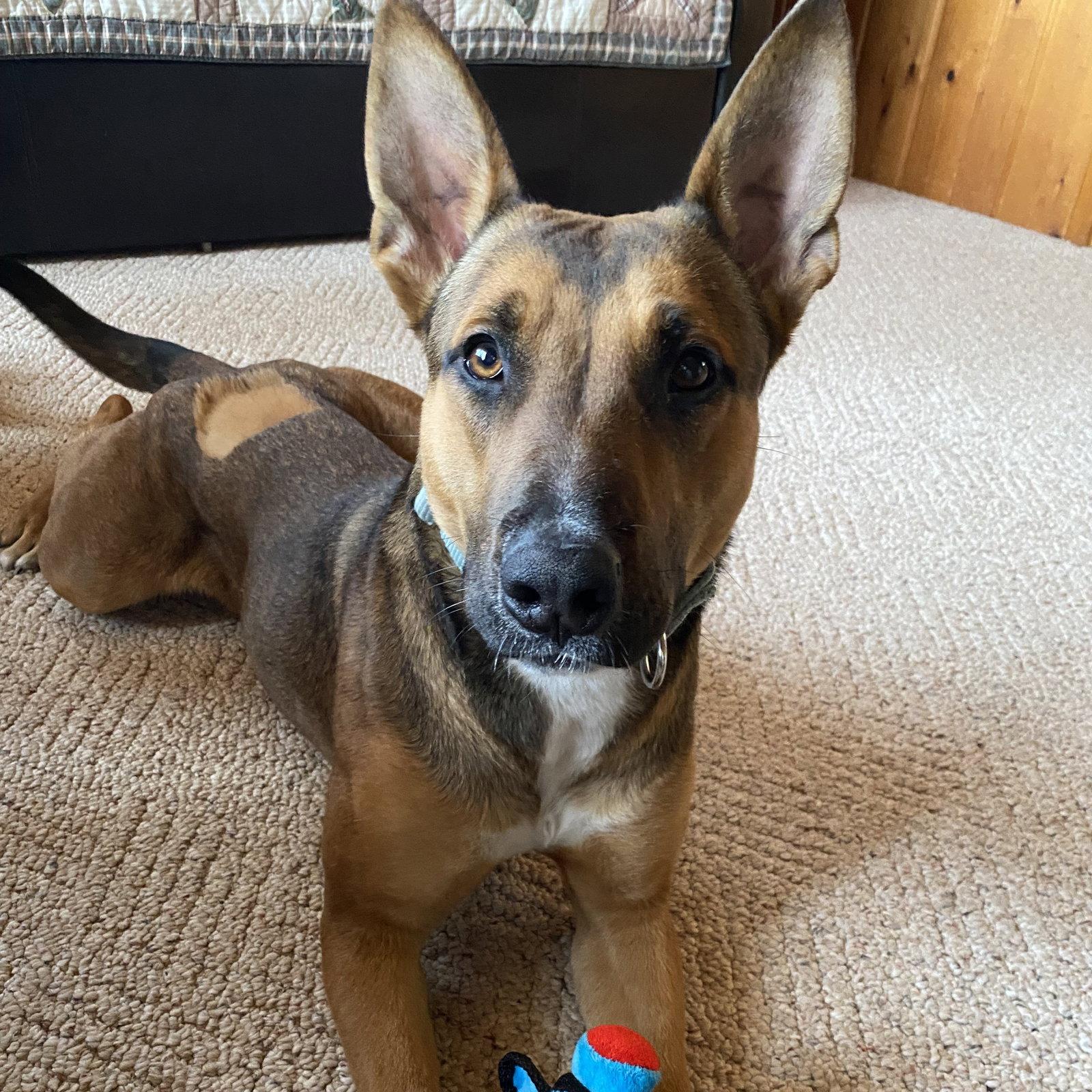Enlarge Bebop, a Adoptable Shepherd in Fargo, ND image 2/3