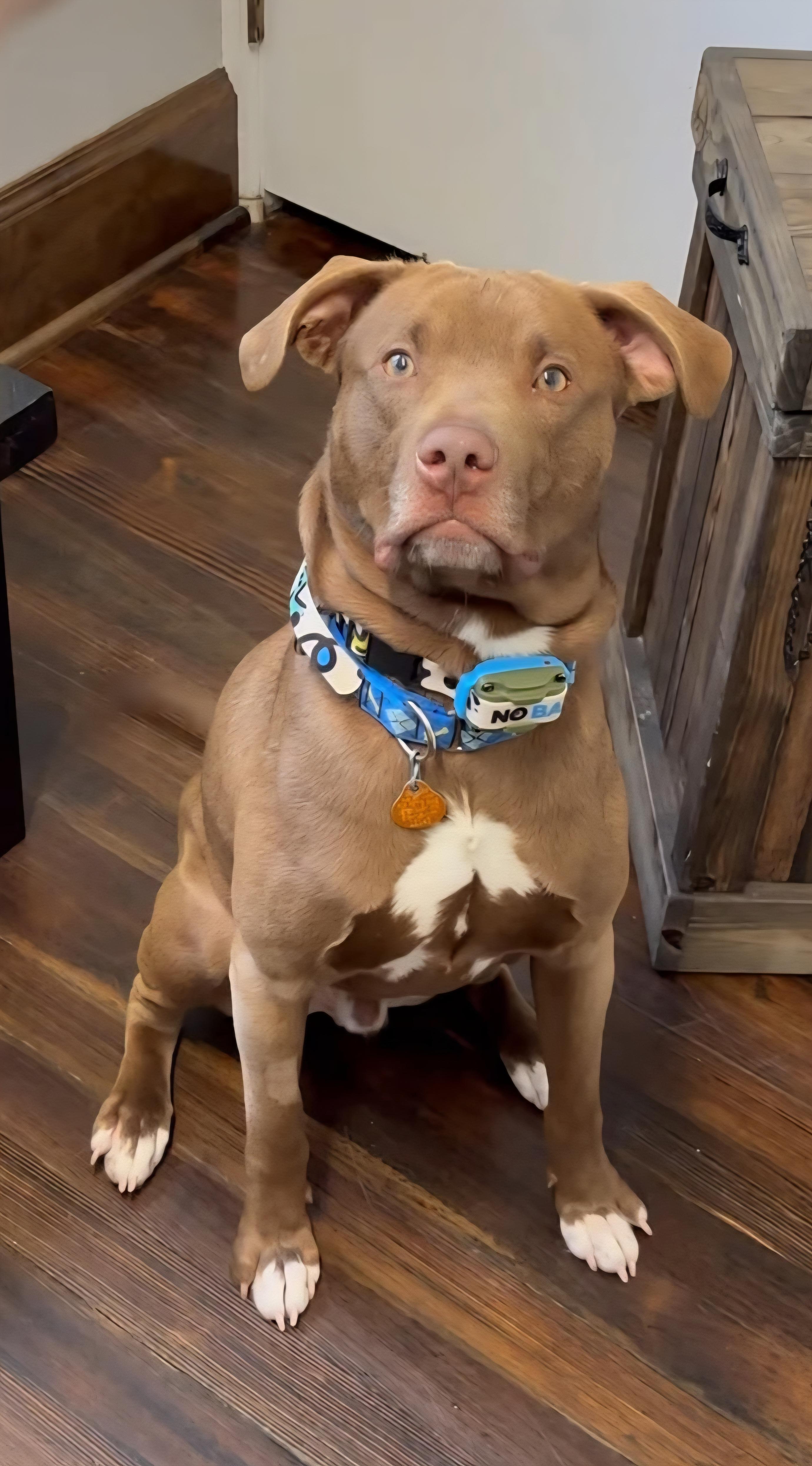 Enlarge Akaida, a ADOPTABLE Mixed Breed in Glens Falls, NY image 4/5