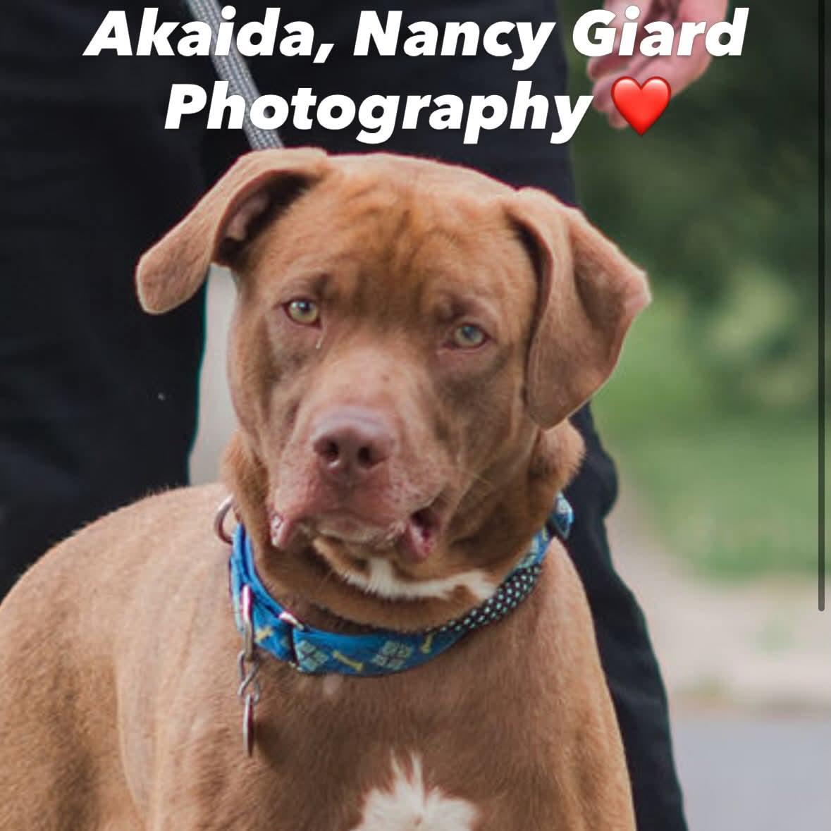 Enlarge Akaida, a ADOPTABLE Mixed Breed in Glens Falls, NY image 3/5