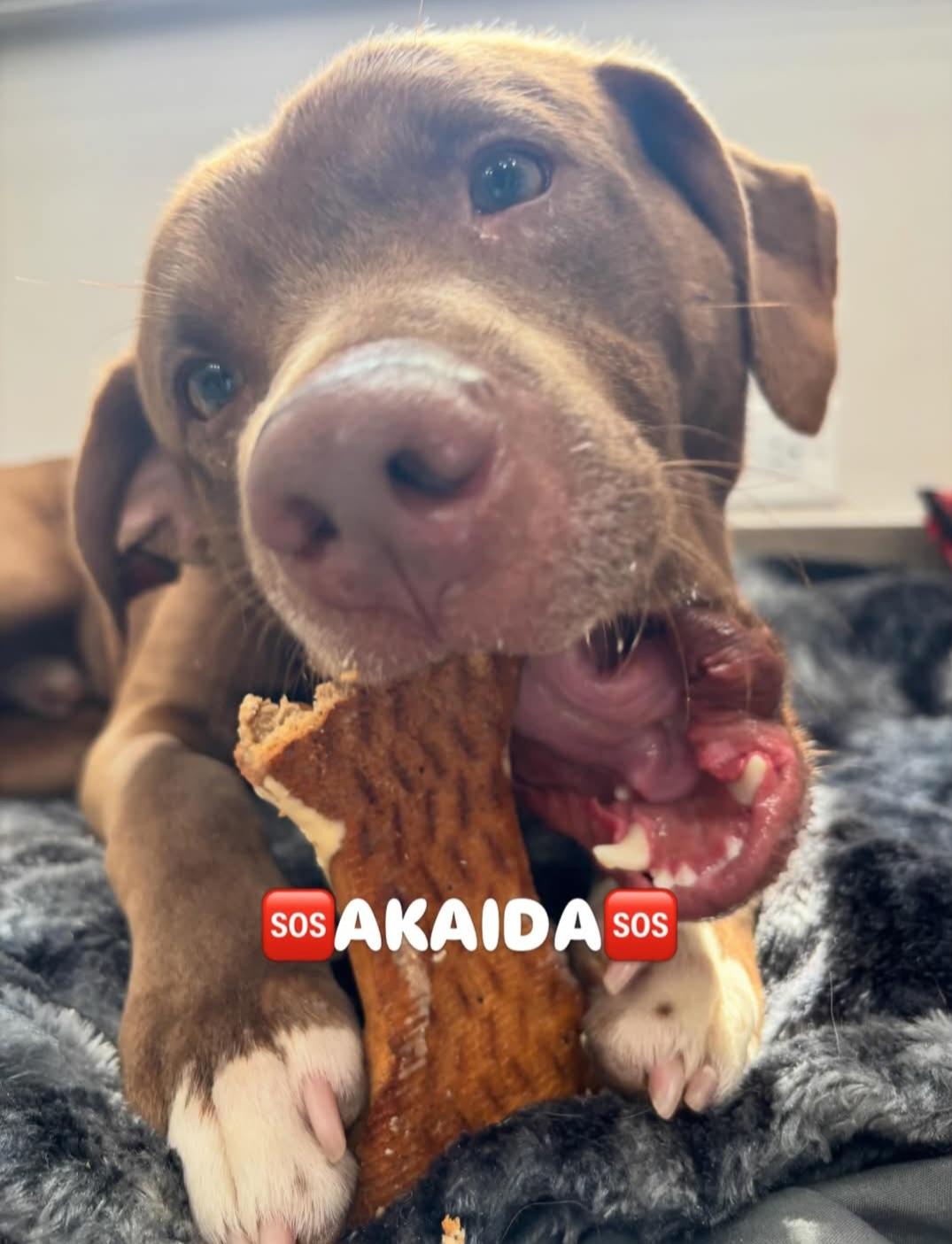 Enlarge Akaida, a ADOPTABLE Mixed Breed in Glens Falls, NY image 5/5