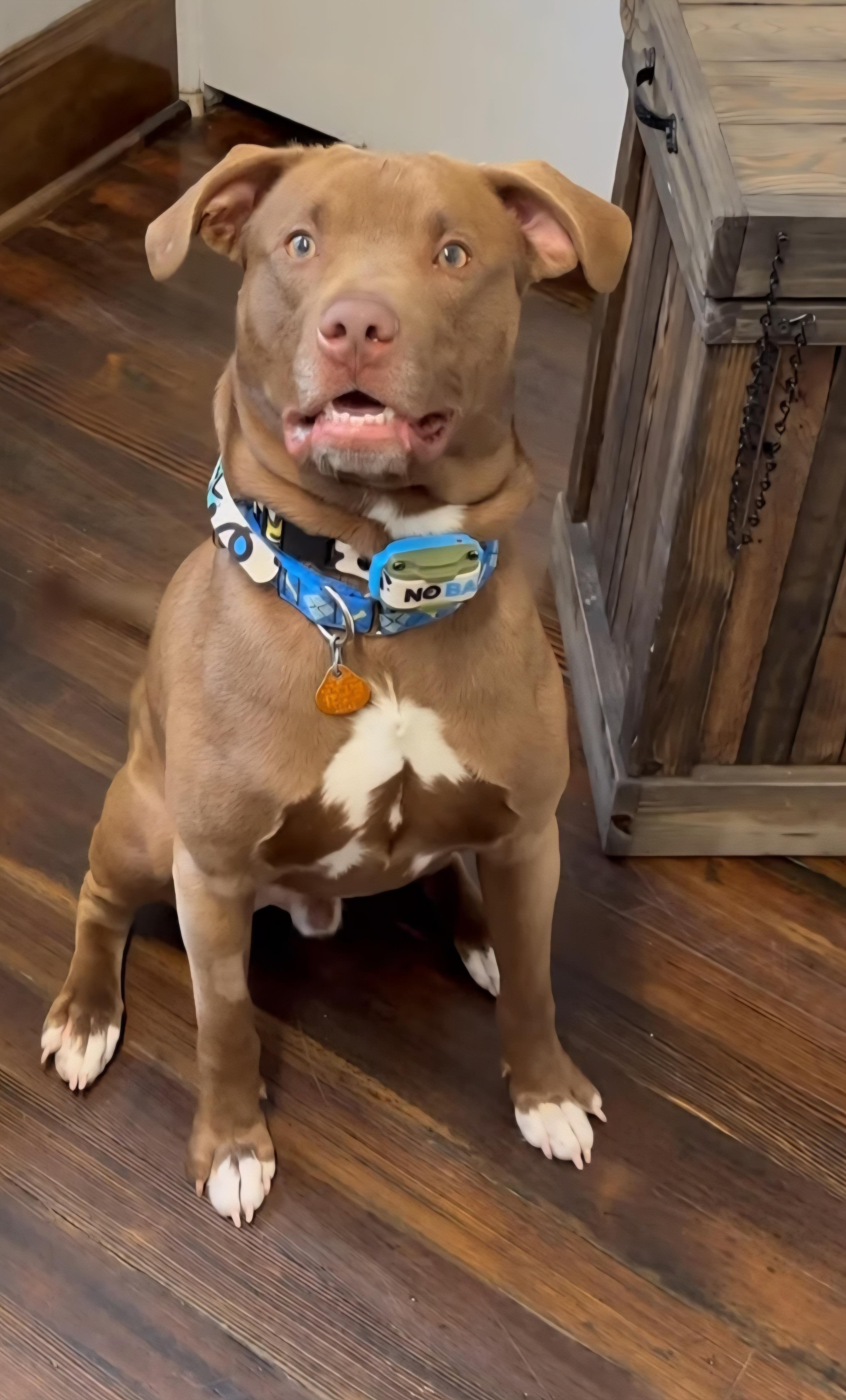 Akaida, ADOPTABLE, Young Male Mixed Breed.