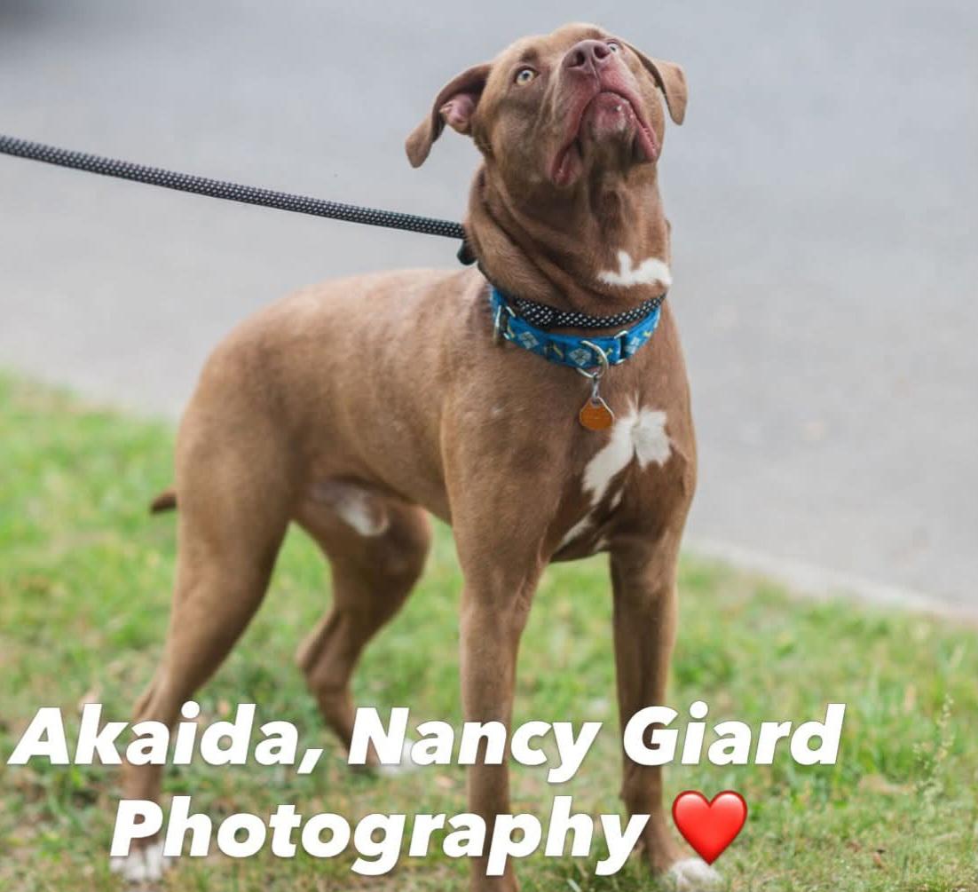 Enlarge Akaida, a ADOPTABLE Mixed Breed in Glens Falls, NY image 2/5