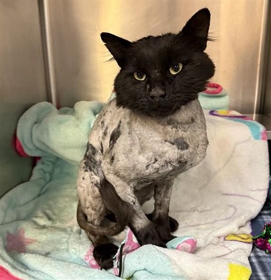 OTTER, Adoptable, Adult Male Domestic Medium Hair.