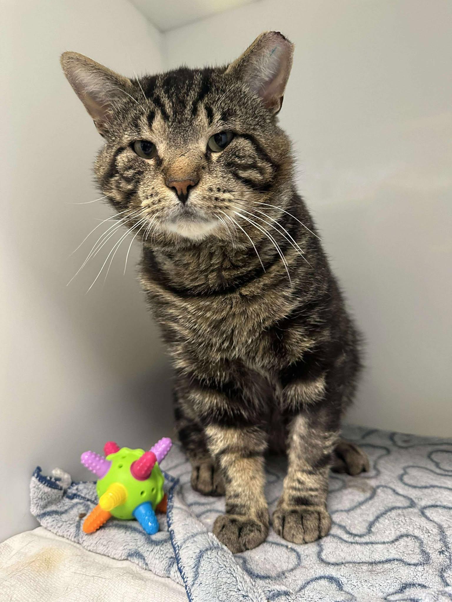 Vortex, an adoptable Domestic Short Hair in Delson, QC_image-1