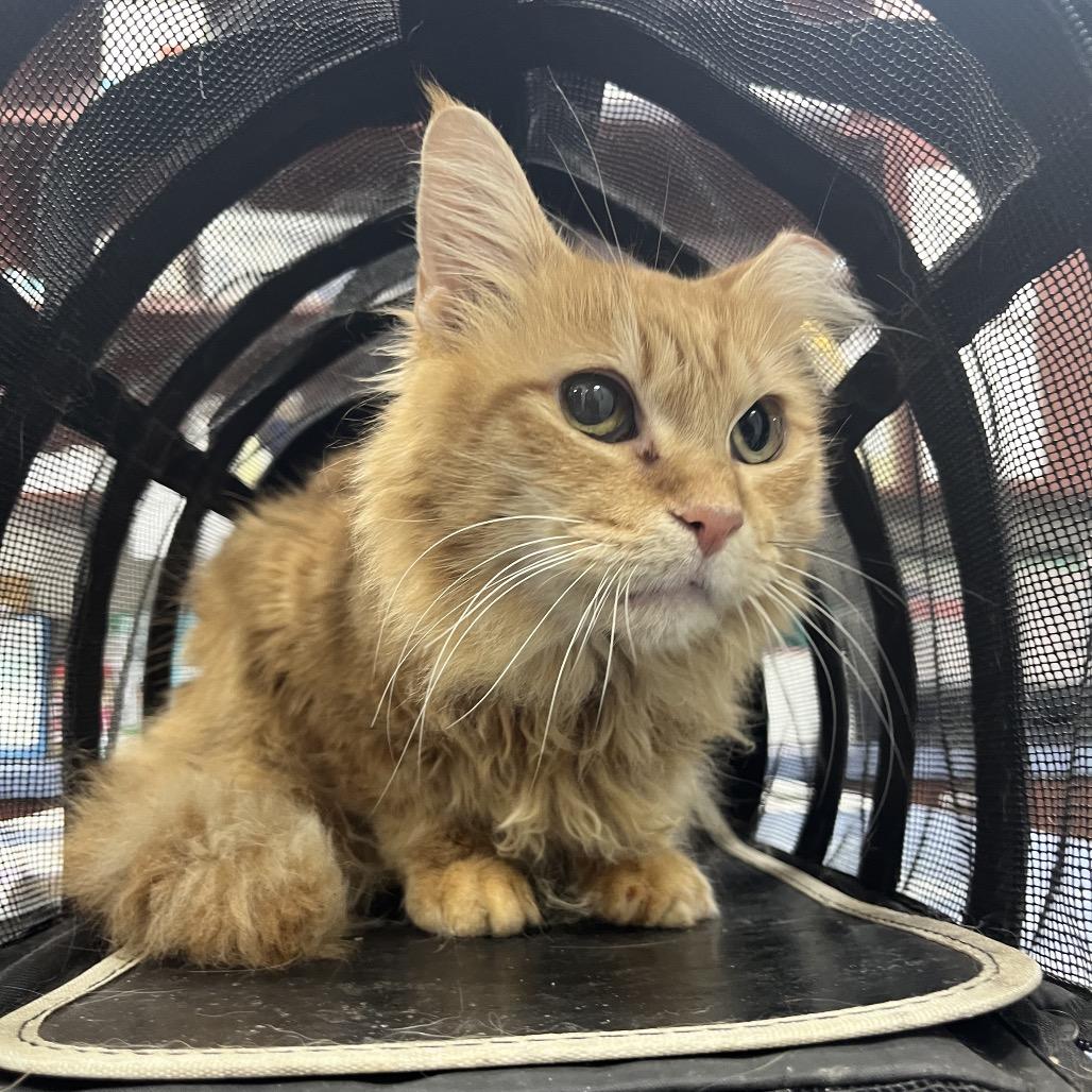 Enlarge Sophie, a Adoptable Domestic Short Hair in Gainesville, FL image 1/2