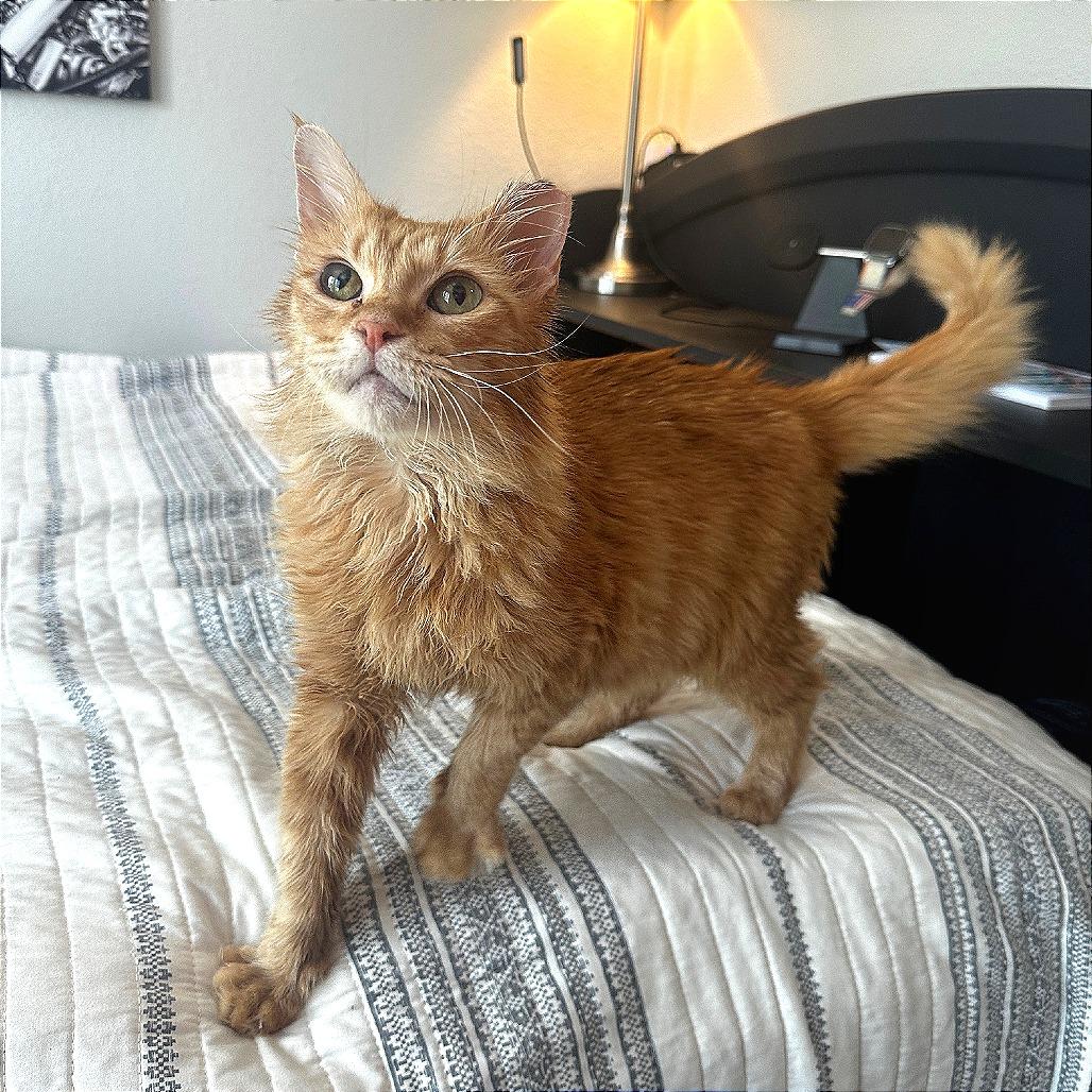 Sophie, a Adoptable Domestic Short Hair in Gainesville, FL image 2/2