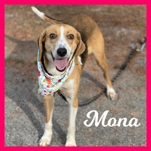 Enlarge Mona, a ADOPTABLE Hound in Sumter, SC image 1/1