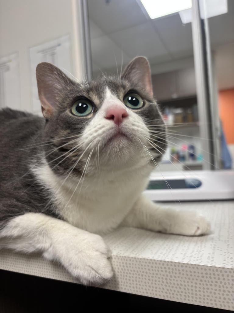 Winter, Adoptable, Adult Female Domestic Short Hair.