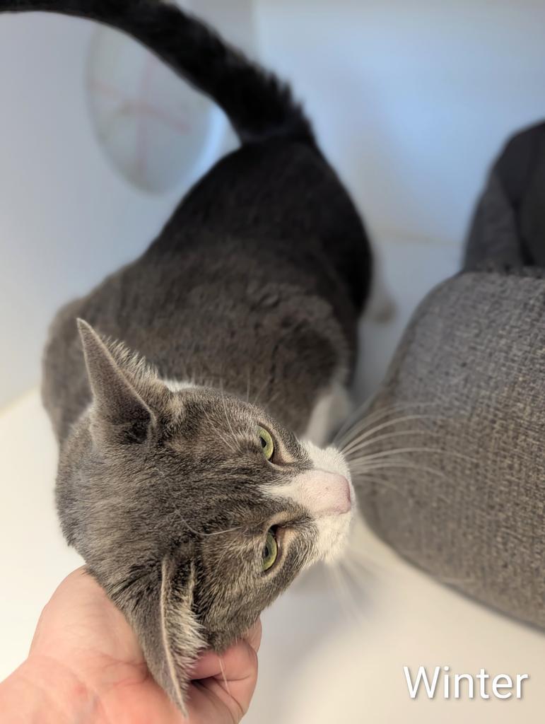 Enlarge Winter, a Adoptable mixed breed in Greenfield, IN image 2/4