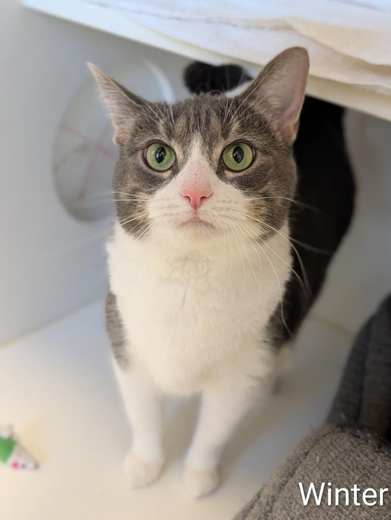 Enlarge Winter, a Adoptable mixed breed in Greenfield, IN image 3/4